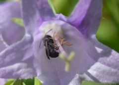 Chelostoma rapunculi