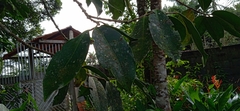 Spondias purpurea
