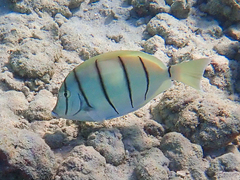 Acanthurus triostegus sandvicensis