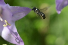 Chelostoma rapunculi