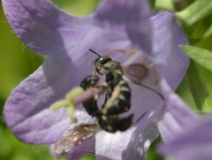 Chelostoma rapunculi
