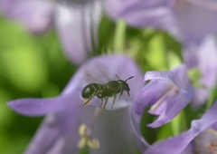 Chelostoma rapunculi