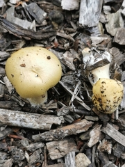 Fungi