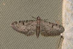 Eupithecia distinctaria