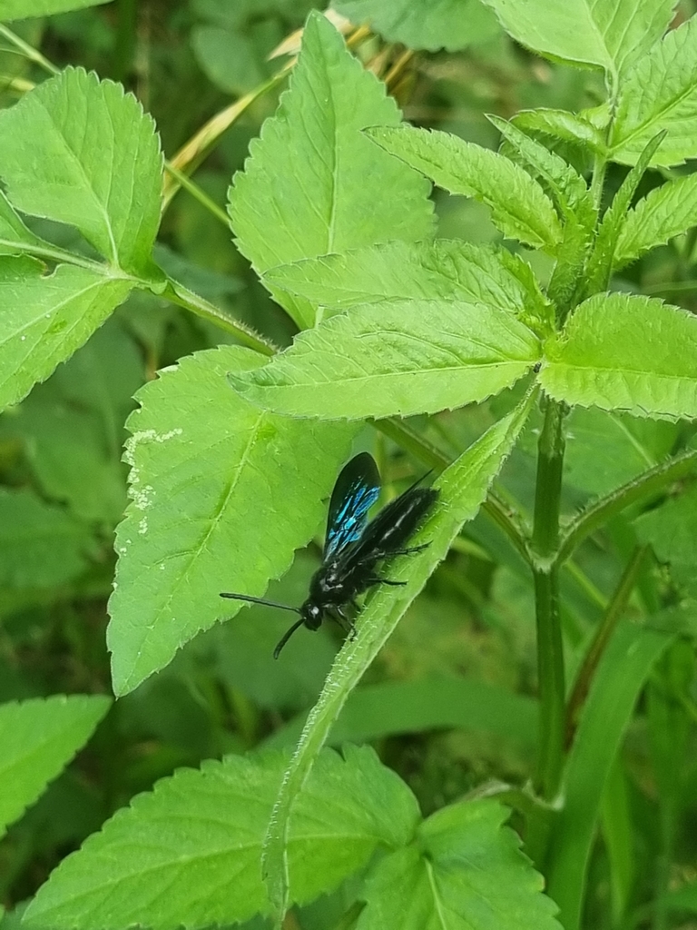 Blue Flower Wasp from Casula NSW 2170, Australia on January 18, 2022 at ...