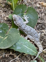 Tarentola mauritanica