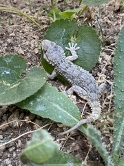 Tarentola mauritanica