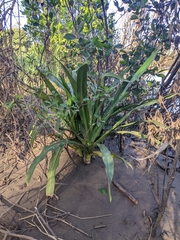 Crinum pedunculatum