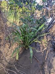 Crinum pedunculatum