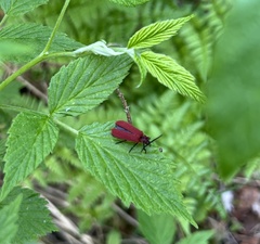 Dictyoptera aurora