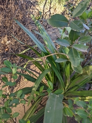 Crinum pedunculatum