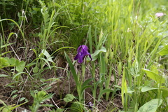 Iris furcata