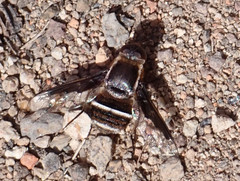 Exhyalanthrax simonae