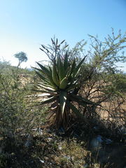 Aloe marlothii