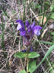 Scutellaria altaica