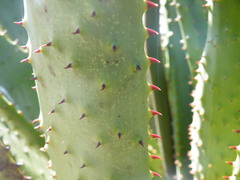 Aloe marlothii