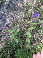 Scutellaria altaica