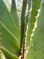 Aloe marlothii