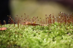 Brachytheciastrum velutinum