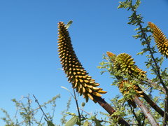 Aloe marlothii
