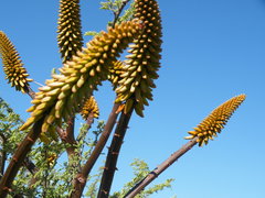 Aloe marlothii
