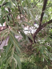 Elaeagnus angustifolia