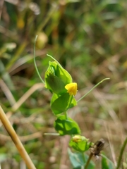 Lathyrus aphaca