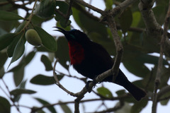 Chalcomitra senegalensis