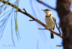 Cissomela pectoralis