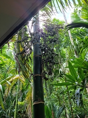 Areca catechu