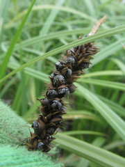 Anthracoidea subinclusa