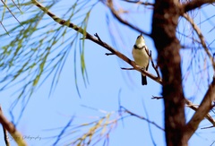 Cissomela pectoralis