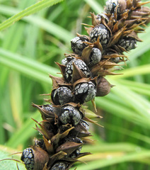 Anthracoidea subinclusa