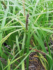 Anthracoidea subinclusa