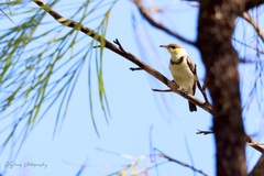Cissomela pectoralis