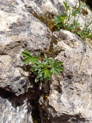 Potentilla caulescens