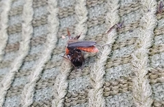Cantharis fusca