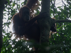 Pongo abelii
