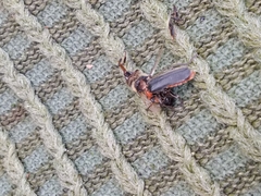 Cantharis fusca