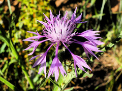 Centaurea napifolia