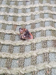Cantharis fusca
