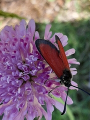 Zygaena rubicundus