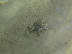 Pelophylax bedriagae