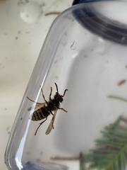 Dolichovespula media