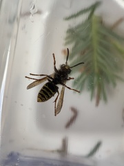 Dolichovespula media