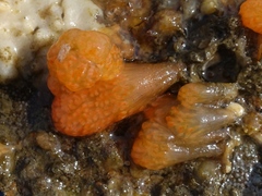 Aplidium punctum