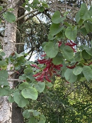 Cercis siliquastrum