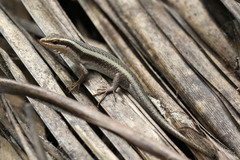 Trachylepis striata