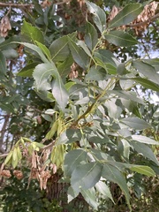 Fraxinus angustifolia