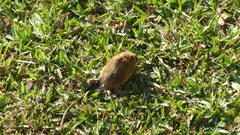 Dendromus mesomelas